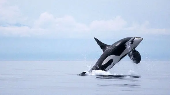 چرا زندگی نهنگ‌ها در زیرآب سال‌ها یک معما بود؟