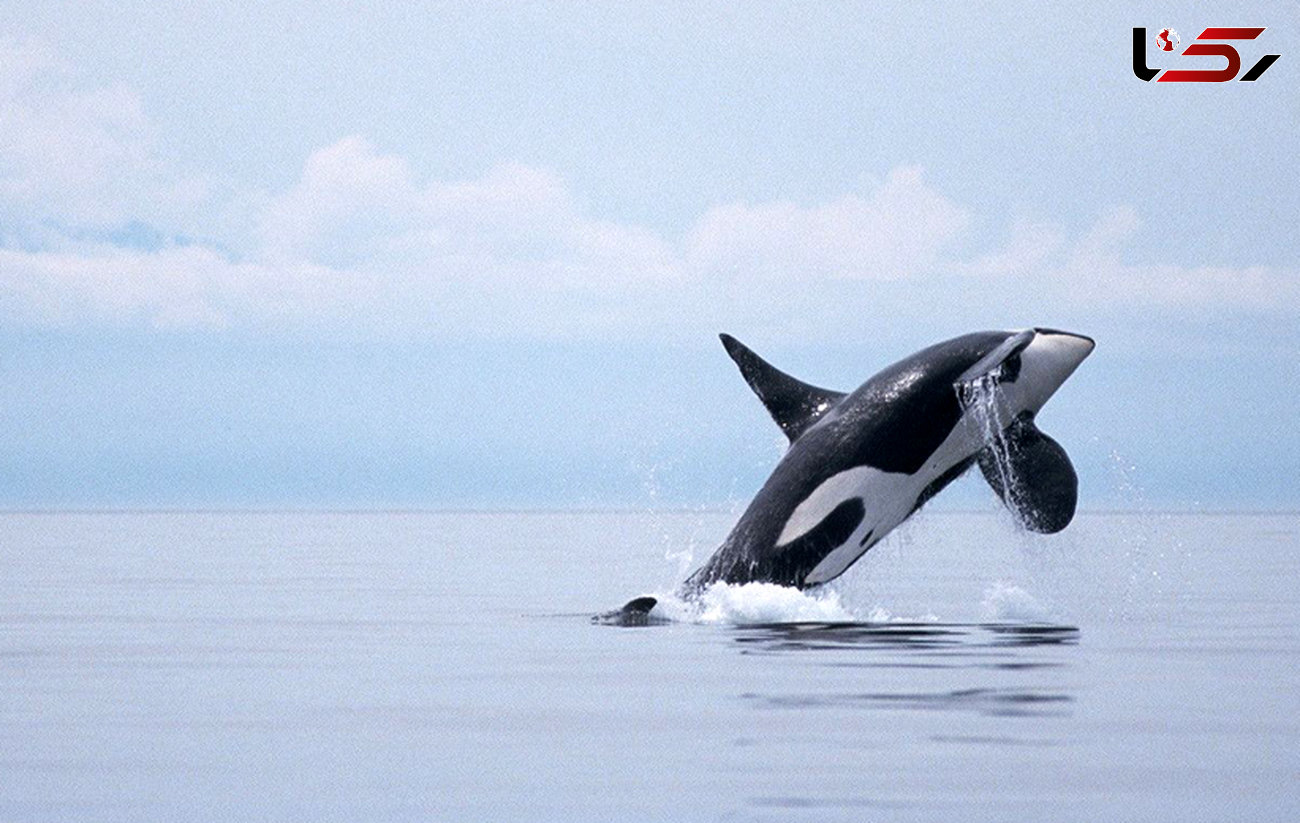 چرا زندگی نهنگ‌ها در زیرآب سال‌ها یک معما بود؟