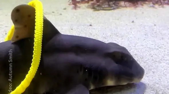 فیلم کشف هوش و بازی کوسه‌ها و سفره ماهی ها