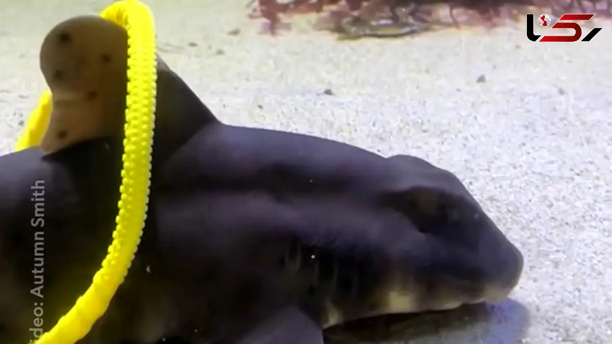 فیلم کشف هوش و بازی کوسه‌ها و سفره ماهی ها