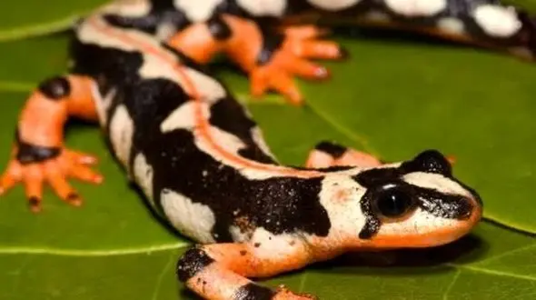 با قاچاقچیان سمندر لرستانی به شدت برخورد می شود