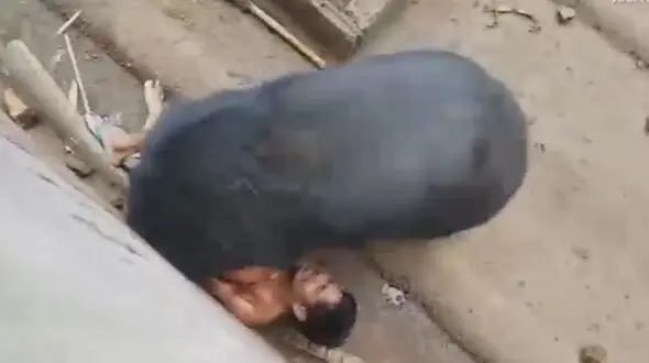 حمله وحشتناک خرس درنده به یک گردشگر در باغ وحش+فیلم