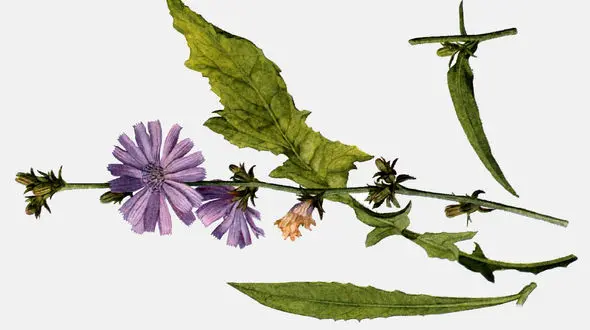 با این عرق گیاهی لاغر شوید!