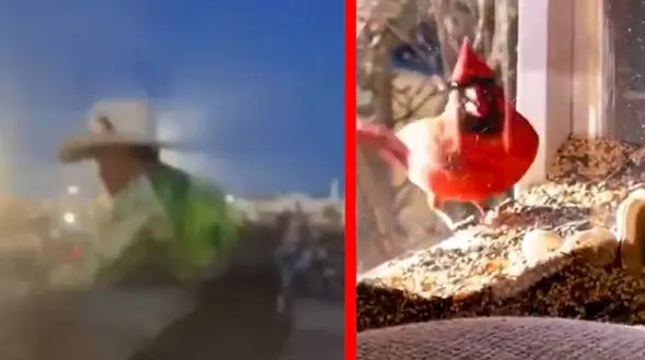 از هیجان در مسابقات گاو بازی تا میمون بازیگوش