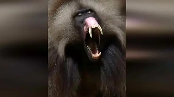 خمیازه کشیدن میمون خسته + فیلم