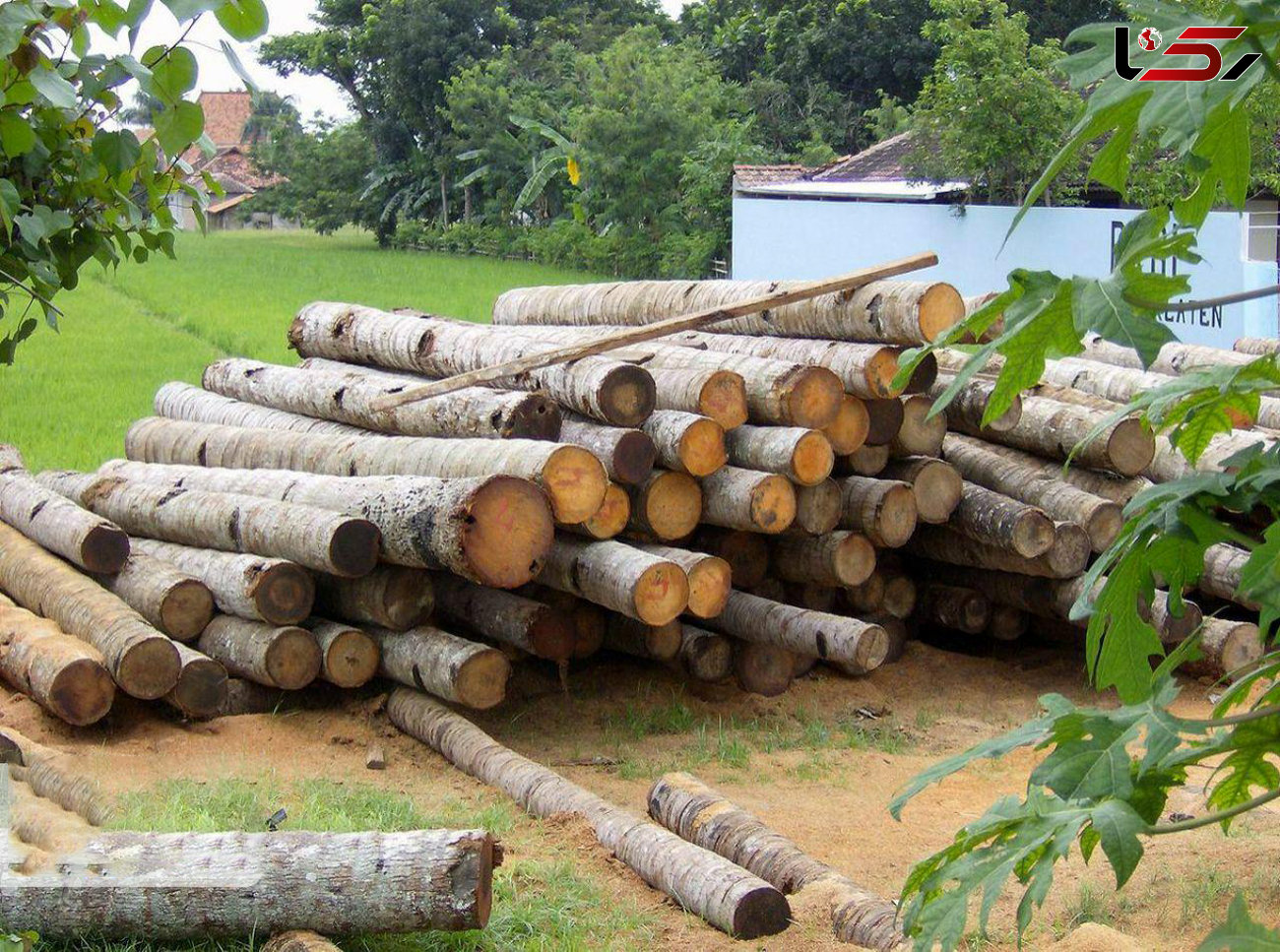 دستگیری قاچاقچی چوب در اشتهارد 