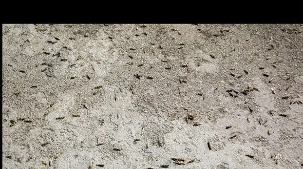 نارضایتی شدید مردم قم از هجوم ملخ‌ها به این شهر+عکس