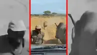 فیلم نجات معجزه آسا از چنگ شیر با کمک کرگدن