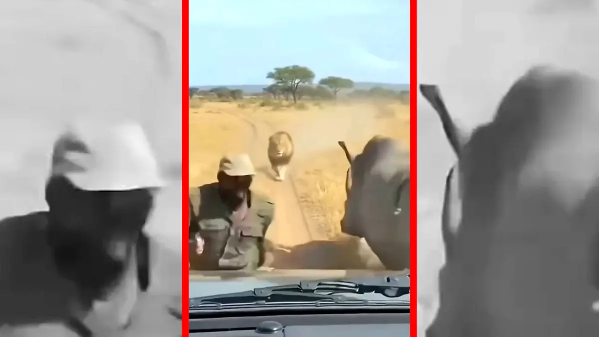 فیلم نجات معجزه آسا از چنگ شیر با کمک کرگدن