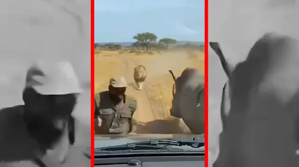 فیلم نجات معجزه آسا از چنگ شیر با کمک کرگدن