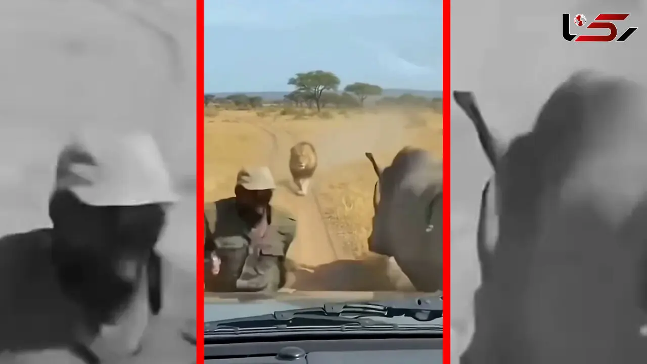 فیلم نجات معجزه آسا از چنگ شیر با کمک کرگدن