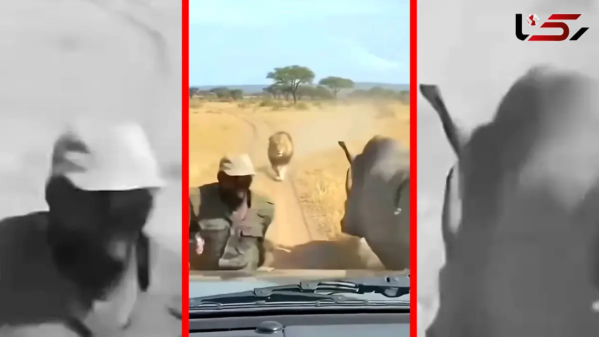 فیلم نجات معجزه آسا از چنگ شیر با کمک کرگدن