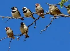 فیک نیوز در دنیای حیوانات؛ آیا طبیعت هم شایعه‌ ساز است؟