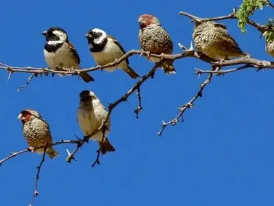 فیک نیوز در دنیای حیوانات؛ آیا طبیعت هم شایعه‌ ساز است؟