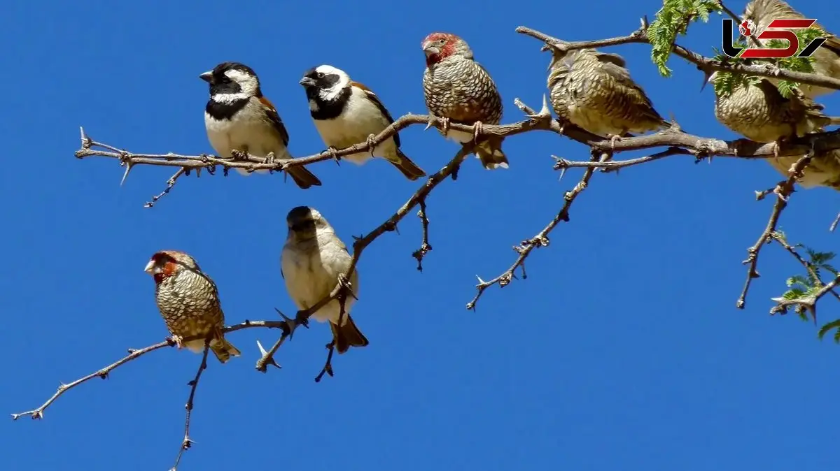 فیک نیوز در دنیای حیوانات؛ آیا طبیعت هم شایعه‌ ساز است؟