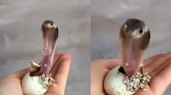 فیلم جالب از تولد مار کبری روی دست مرد شجاع