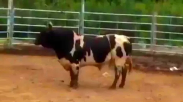 فیلم / گاو خشمگین 2 مرد را داغون کرد! + جزییات