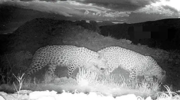 تصویر سه پلنگ ایرانی در طارم قزوین ثبت شد