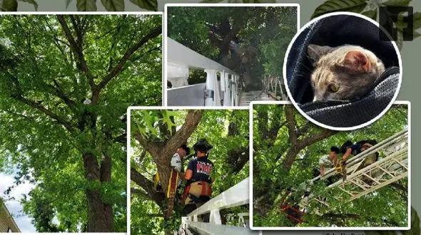 نجات گربه این مرد را به دردسر انداخت + فیلم 