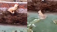 تلاش سگ برای نجات از دست تمساح + فیلم دلهره آور