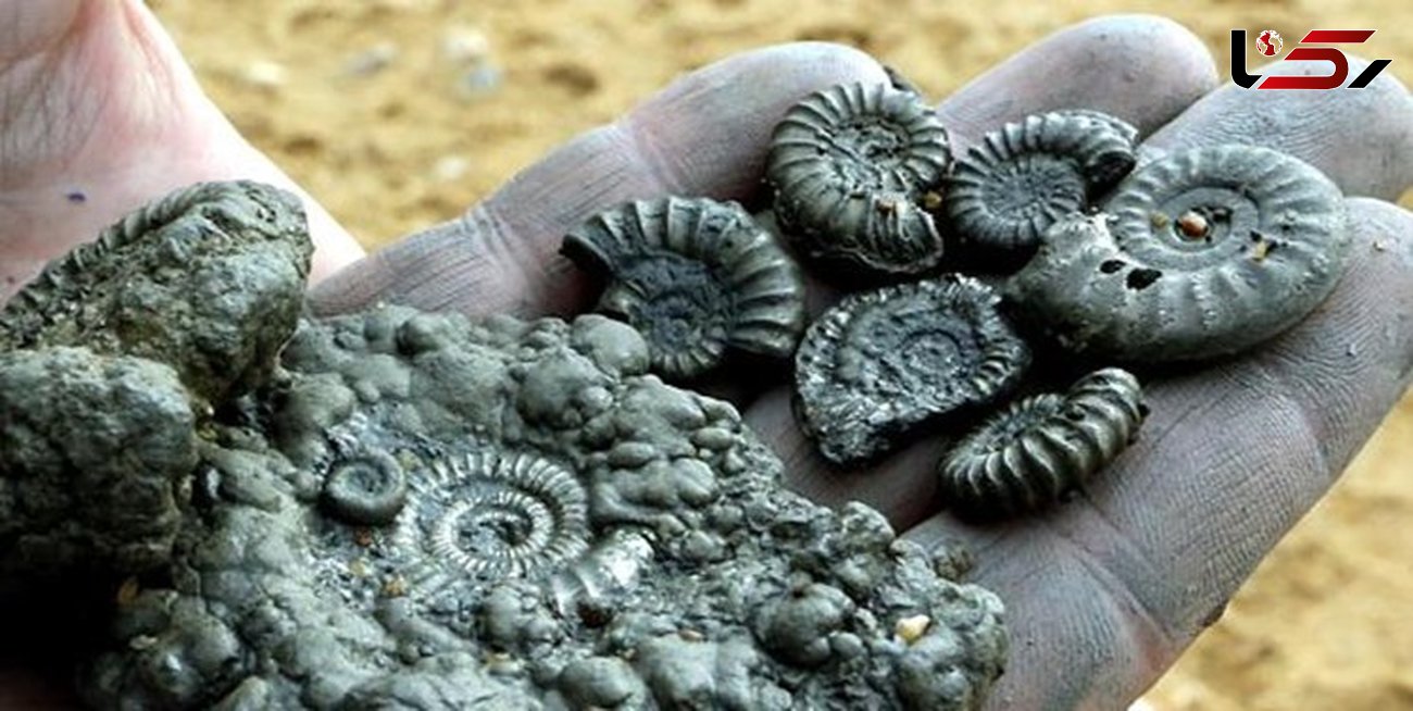 کشف عرصه سنگواره‌های چند صدمیلیون ساله در خراسان رضوی