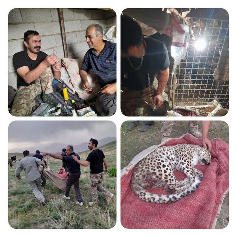 انتقال پلنگ زخمی