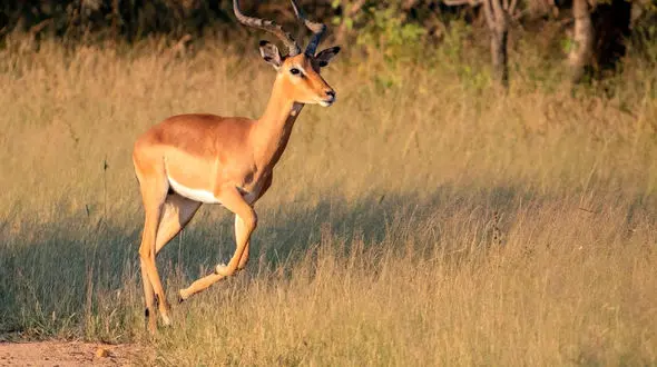 وقتی شیر حال شکار کردن ندارد و ایمپالا حوصله فرار! 