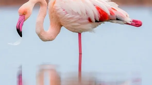 شروعی تازه /  آهوی جوان و فلامینگو در لحظه‌های دلنشین زندگی!