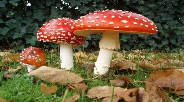 مسمومیت با قارچ های طبیعی را جدی بگیرید 