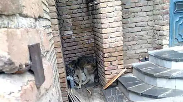 جولان 6 گرگ وحشی در خیابان های ارومیه / زنده گیری یک گرگ در خانه مسکونی + عکس