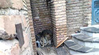 جولان 6 گرگ وحشی در خیابان های ارومیه / زنده گیری یک گرگ در خانه مسکونی + عکس
