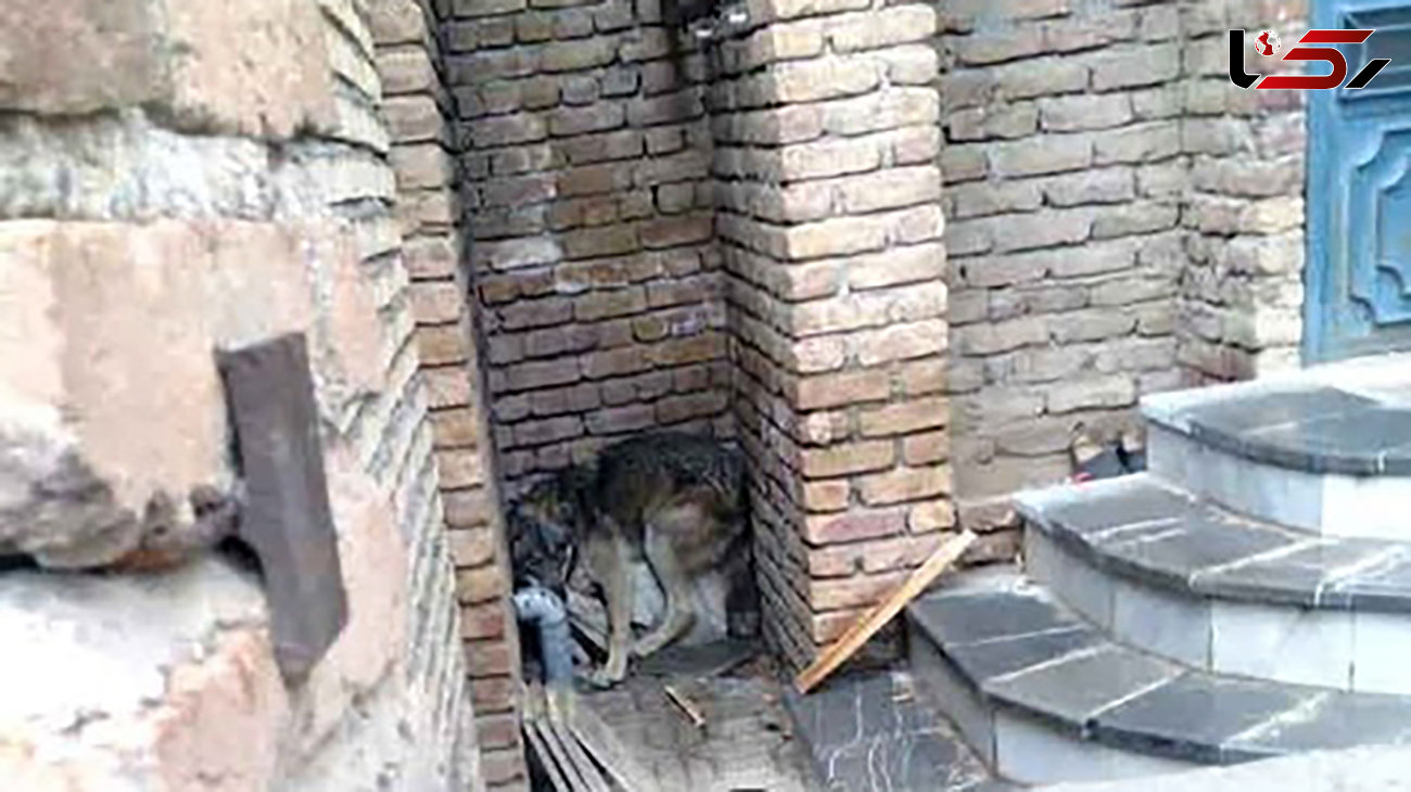 جولان 6 گرگ وحشی در خیابان های ارومیه / زنده گیری یک گرگ در خانه مسکونی + عکس