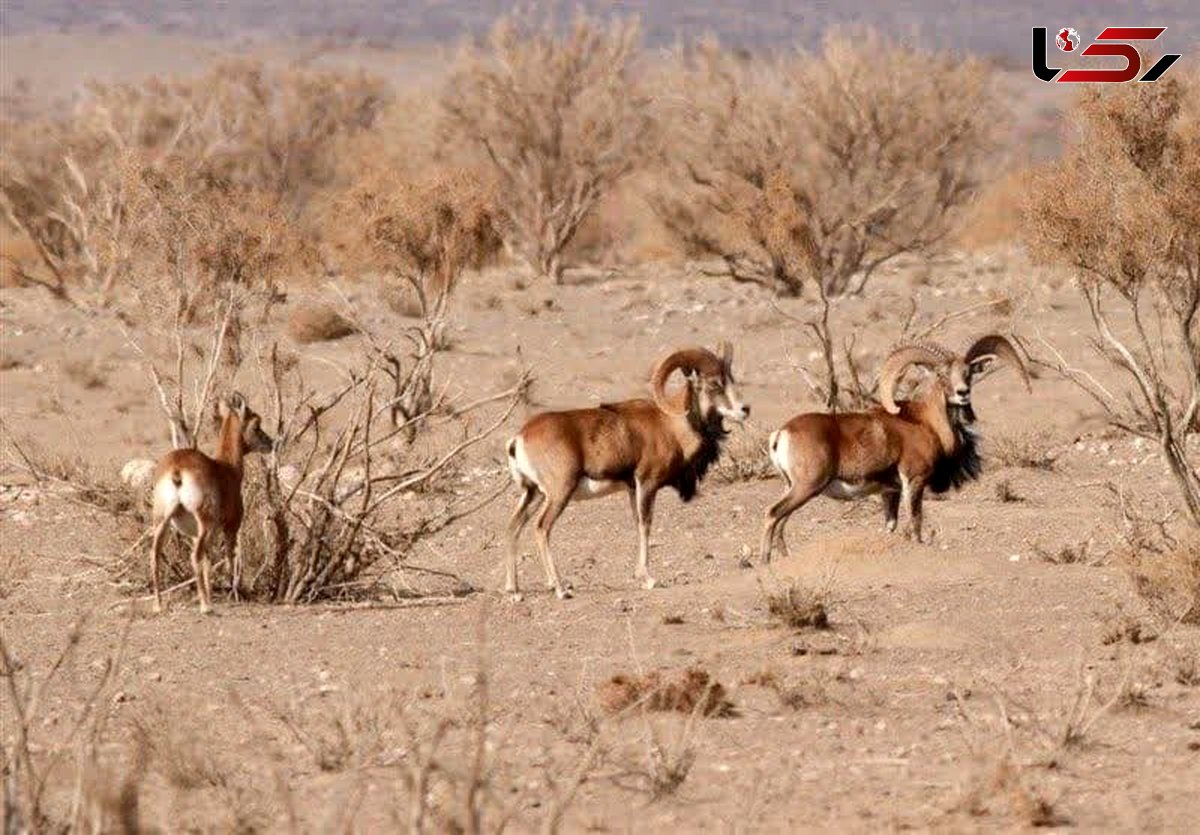 آغاز سرشماری وحوش شاخص لرستان از امروز