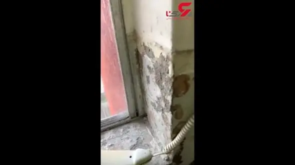 صحنه چندش آور از مرگ ده ها سوسک در آیفون خانه + فیلم