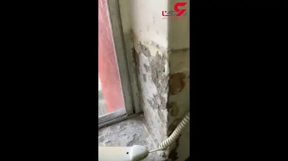 صحنه چندش آور از مرگ ده ها سوسک در آیفون خانه + فیلم