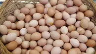 سفر شگفت‌ انگیز تخم‌ مرغ از تخمدان تا سفره! / فیلم