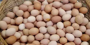 قیمت یک شانه تخم‌مرغ به 245 هزار تومان رسید