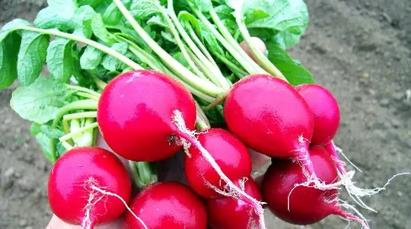 راز جذب ذرات میکروپلاستیک توسط سبزیجات تازه کشف شد!