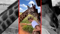 فیلم حمله ناگهانی زرافه به زن گردشگر