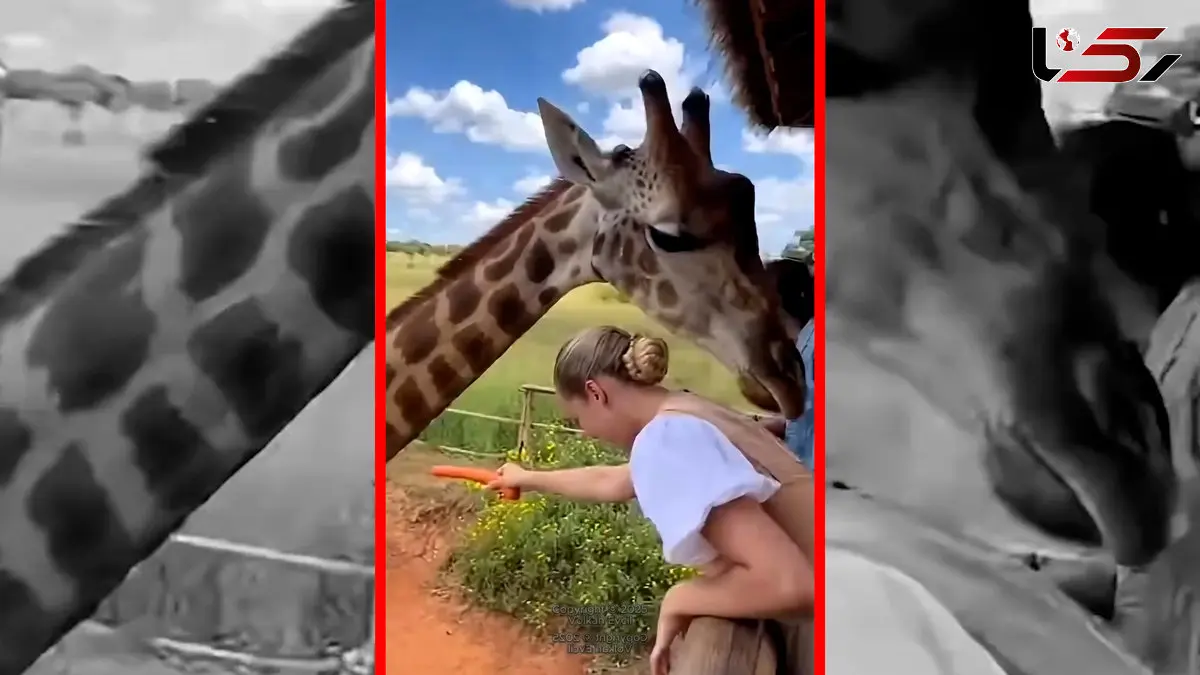 فیلم حمله ناگهانی زرافه به زن گردشگر