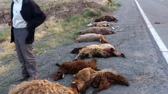 تصادف مرگبار تاکسی با گله گوسفندان + عکس