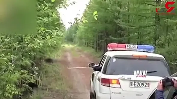 لحظه وحشتناک حمله خرس به ماموران پلیس + فیلم 