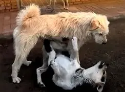 ترس گله سگ ها از سگ آلفا / ابهت و قدرت + فیلم