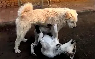 ترس گله سگ ها از سگ آلفا / ابهت و قدرت