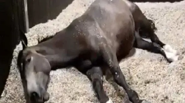 فیلمی از خواب دیدن یک اسب