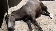 فیلمی از خواب دیدن یک اسب