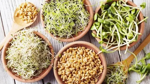 جوانه ای سرشار از خواص لاغری