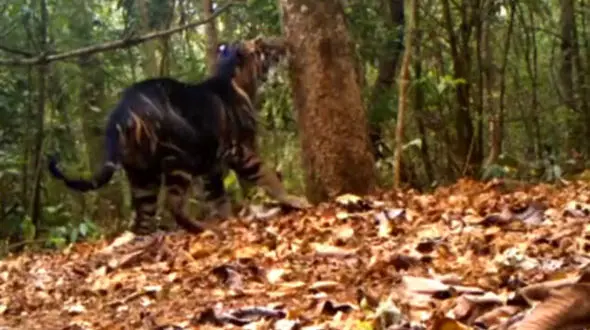 شکار یک ببر نادر با دوربین تله‌ای+ تصاویر