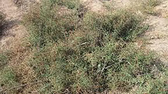 خواص ترنجبین برای نوزاد