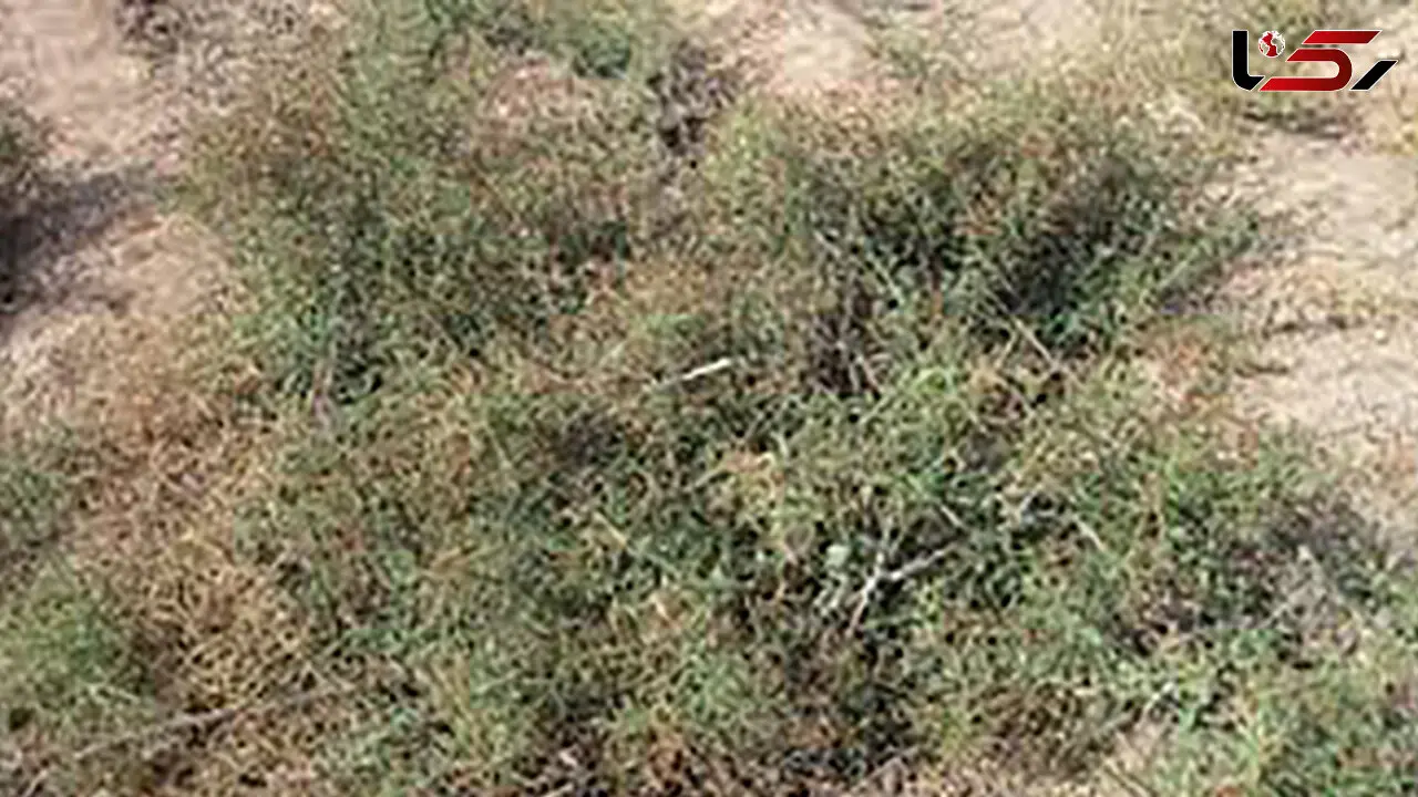 خواص ترنجبین برای نوزاد